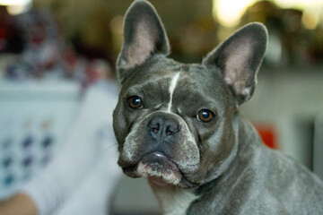 Frenchton portrait