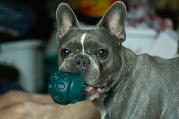 frenchton dog playing with ball