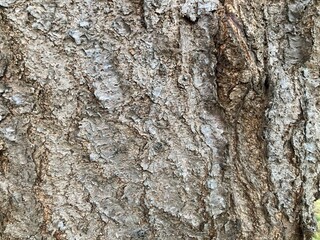 Close-up of cracked bark, material