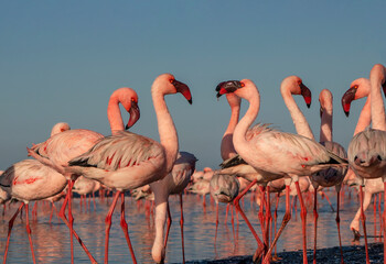African wild birds. A flock of great flamingos on the blue lagoon against the bright sky
