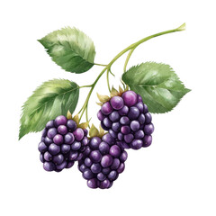Simple watercolor blackberries isolated on a white background. png