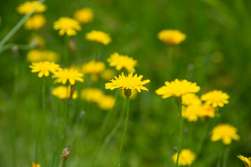 たんぽぽ_a