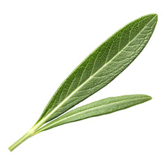 Obraz premium Bright green leaves isolated on white background.