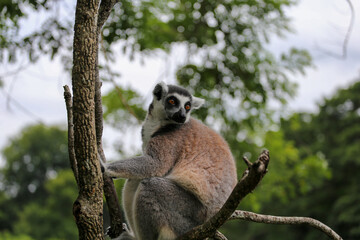 Lemur climbing a tree in a zoo