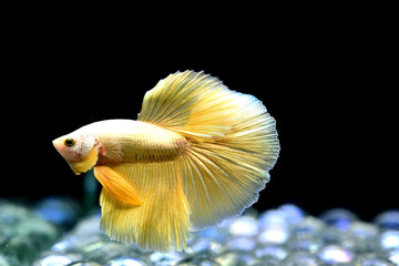 Betta fish Fancy Gold Halfmoon long tail from Thailand, Siamese fighting fish on isolated black background.