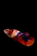 Betta fish Female Fancy Nemo Galaxy Halfmoon long tail from Thailand, Siamese fighting fish on...