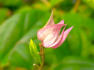 A close-up of delicate pink flowers blooming against a backdrop of lush green leaves.
