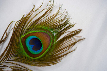 Naklejka premium Peacock feather close-up on white background. Close-up of peacock feathers,Peacock macro feathers with copy space.