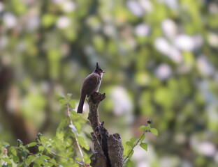 The red-whiskered bulbul (Pycnonotus jocosus), or crested bulbul, is a passerine bird found in Asia