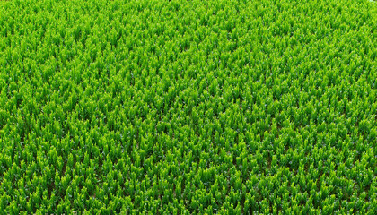 Fototapeta premium Lush green grass field background.