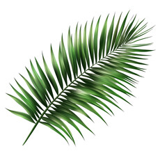 Tropical green palm leaf resting on a transparent background, adding a lush touch of nature to any design or decor, tropical nature green fan palm leaf on transparent backgroundfile