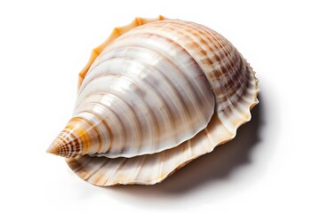 Fototapeta premium Stunning Seashell Close-Up: A Detailed View of a Unique Spiral Shell Against a Pristine White Background
