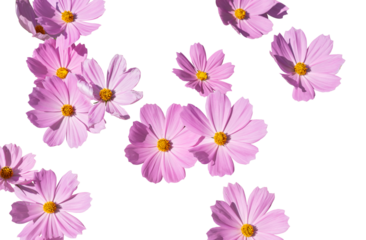 pink cosmos bipinnatus flowers with different perspective isolated on transparent background, PNG File