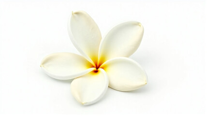 frangipani flower isolated on white