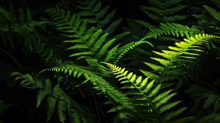 Sunlight Through Ferns