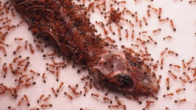 Incredible close-up of red ants colony devouring a dead house lizard, reduced to bare bones