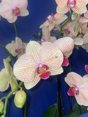 orchid