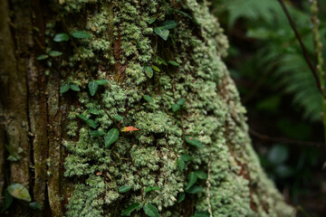 木の幹に生えた苔