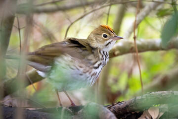 An ovenbird (Seiurus aurocapilla), a ground-walking warbler, looks cute in southwest Florida
