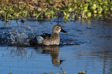 A blue-winged teal (Spatula discors) splashing in the water in southwest Florida