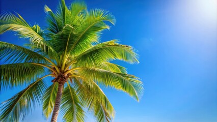 Coconut palm leaf tree against a clear blue sky, tropical, palm, tree, coconut, leaf, nature, green, blue sky, scenic, exotic