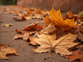 autumn leaves on the ground. autumn, leaf, fall, maple, leaves, nature, yellow, season, tree, red, isolated, orange, color, white, brown, gold, foliage, november, colorful, golden, plant, texture, oct