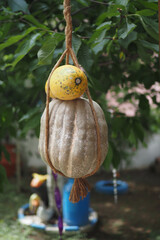 pumpkin hanging on a tree with green leaf in an organic greenhouse farm
