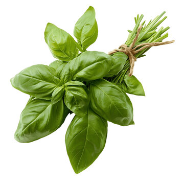 A bunch of fresh green basil leaves are tied together