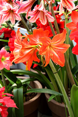 Amarlilis, Hippeastrum vittatum, red and yellow flowers, red Amarlilis