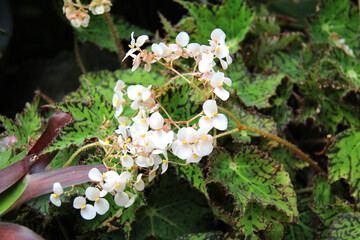 Lilypad Begonia, Begonia nelumbiifolia, flowers in a garden