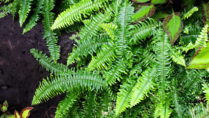 Nephrolepis cordifolia, Nephrolepis Bostoniensis, Bracken Ferns, plant
