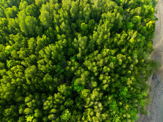 Naklejka premium Amazing abundant mangrove forest,Aerial view of forest trees Rainforest ecosystem and healthy environment background,Texture of green trees forest background