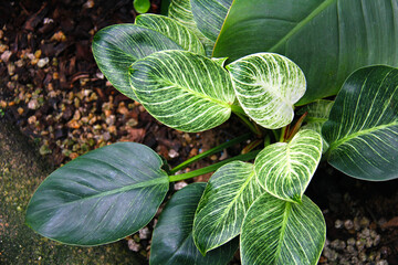 Philodendron Birkin, plant in a garden © Studio Sab