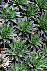 Obraz premium Aloe Aristata, Green leaves foliage plant bush nature, green leaves background