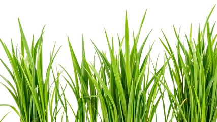 Obraz premium Fresh, vibrant green grass arranged neatly in a natural banner shape against a clean white background, border, summer