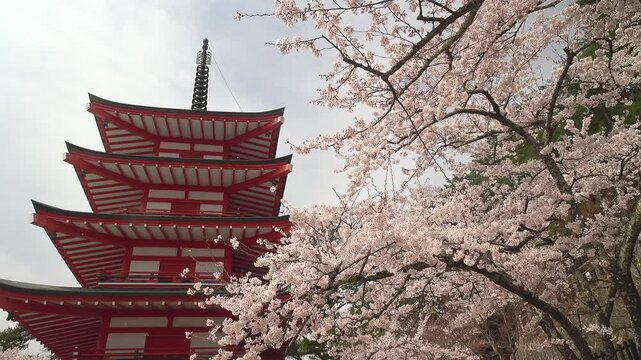 赤い五重塔と満開の桜、春の新倉山浅間公園、固定撮影