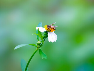 bee on a flower