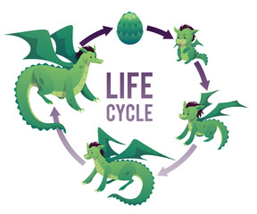 Dragon life cycle vector: from egg to adult, with wings, smile, tail, claws, and hair.
