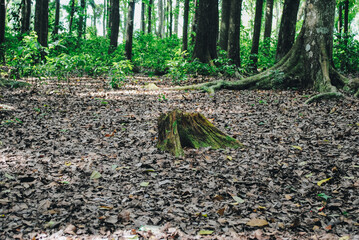 Broken tree in the forest. Remains of trees on green forest background.