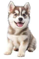A baby Siberian Husky, isolate on white background, exuding cuteness with its fluffy fur and playful antics. cutout png