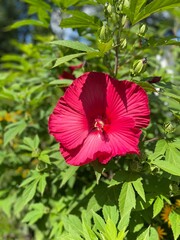 red hibiscus flower