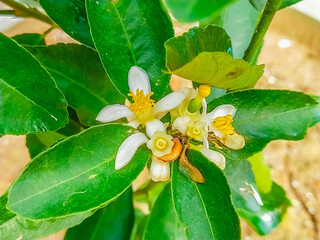 White lemon flowers bloom in the garden.