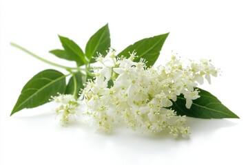 Close-up of delicate white flowers with green leaves in a clustered arrangement on plain white background