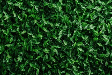 Lush Green Foliage with Detailed Leaf Veins