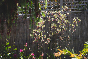 Obraz premium native Australian yellow kangaroo paw plant aka Anigozanthos shining in the golden light