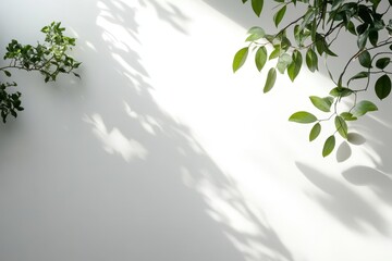 Shadows of Green Leaves on a White Wall
