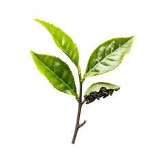 Tea seed with fresh green leaves isolated on a transparent background highlighting natural beauty and organic freshness, tea seed isolated on transparent background