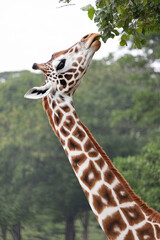 Giraffe with its neck elegantly stretched, perfect for adding a touch of the exotic on white