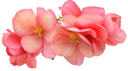 Begonia blossom isolated on a transparent background