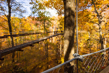 Canopy walk at the Holden Arboretum during fall with beautiful yellow-golden leaves. 